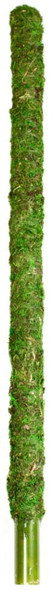 <body><p>In nature many forest plants achieve lush growth by climbing along tree trunks and attaching their roots to moss-covered bark. Galapagos Mossy Perch is a naturally absorbent support pole that helps aerial roots take hold and creates an ideal habitat for many climbing and upright plants. Arboreal reptiles, birds, and amphibians naturally take to Mossy Perches because they resemble real, thick forest branches. They are enriching for animals and naturally set your terrarium apart.</p></body>