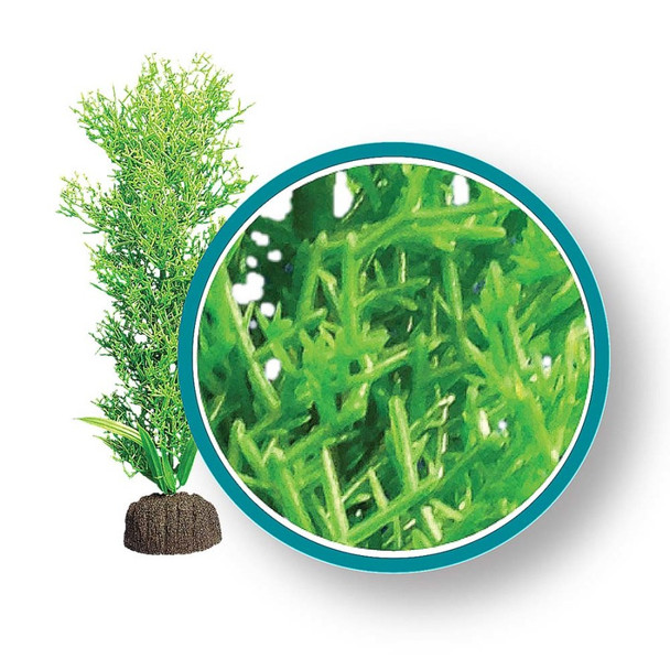 Weco Products Marine Pro Series Bushy Kelp Aquarium Plant - Green - 6 in