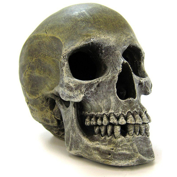 Blue Ribbon Human Skull Ornament 7.5L x 5W x 6H