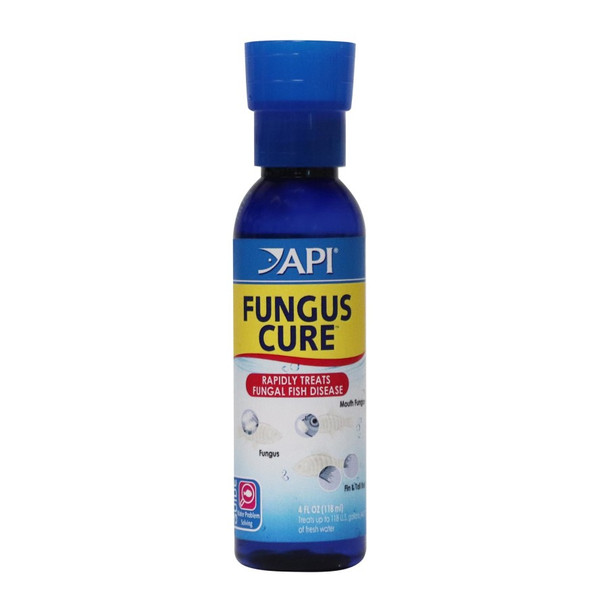 <body><p>Rid your fish of fungal infections quickly and effectively with API LIQUID FUNGUS CURE Freshwater Fish Medication. API LIQUID FUNGUS CURE Freshwater Fish Medication works quickly to control contagious fungal infections and helps prevent the growth of fungus on fish eggs prior to hatching. It effectively treats fungus (Saprolegnia spp. & Achlya spp.), mouth fungus (Cotton Mouth Disease), and Fin & Tail Rot infections. Use at the first sign of fungal infections. Corals and invertebrates may be sensitive to this medication. This product is not recommended for use with invertebrates and plants as some species may be sensitive to medication. This medication will cause a slight discoloration of water which can be easily removed by adding activated carbon to the filter. Dose according to directions on product packaging and label. This treatment can be used in freshwater aquariums only. With API aquarium products, itâ€™s easy to keep a beautiful saltwater, freshwater or reef aquarium. For almost 60 years API has developed premium solutions with proven and effective results for your family and ours. API offers a range of testing kits, water conditioners, and nutritionally superior food, because weâ€™re dedicated to making a better underwater world. They work to provide a safe, hospitable environment for fish such as tropical community fish, cichlids, goldfish and more. At API, we understand the rewards and relaxation of fishkeeping because we have a passion for fish too.</p><ul><li>Rid your fish of fungal infections quickly and effectively</li> <li>Works quickly to control contagious fungal infections and helps prevent the growth of fungus on fish eggs prior to hatching</li> <li>Effectively treats fungus (Saprolegnia spp. & Achlya spp.), mouth fungus (Cotton Mouth Disease), and Fin & Tail Rot infections</li> <li>Use at the first sign of fungal infections</li> <li>For use in freshwater aquariums only</li> <li>Not recommended for use with invertebrates, corals, and plants as some species may be sensitive to medication</li></ul></body>