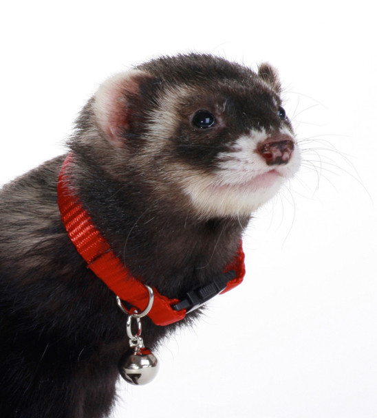 <body><p>Marshall Bell Collars are designed specifically for the anatomy of ferrets. Quick snap buckle makes for easy on/off. Enables ferrets to be heard when outside of cages. Available in an assortment of colors.</p></body>