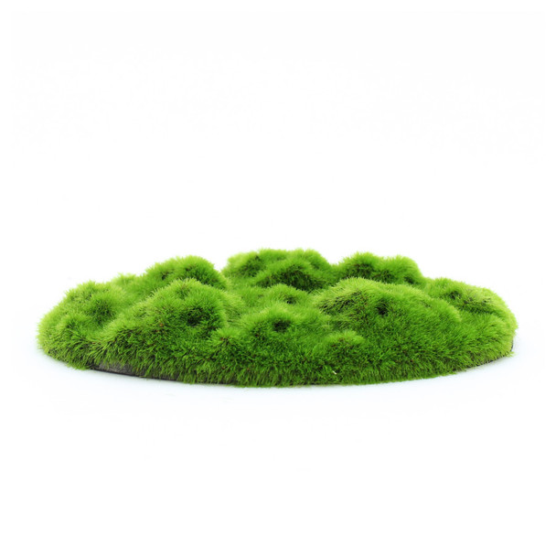<body><p>Aqua-Flora presents the Moss Patch by PENN-PLAX. This Aqua-Flora Living Resin is truly a sight to behold! Each resin is embedded with live Glosso plant seeds. Thereâ€™s no need to place seeds into the decoration or your tankâ€™s bottom surface! Simply submerge the resin into a freshwater tank, and watch it grow into an amazing aquascape! Our Aqua-Floras are safe and healthy for freshwater fish!</p><ul><li>Aqua-Flora Living Resin</li> <li>Each resin is embedded with live Glosso plant seeds</li> <li>No need to place seeds into the decoration or your tankâ€™s bottom surface</li> <li>Simply submerge the resin into a freshwater tank, and watch it grow into an amazing aquascape</li> <li>Safe and healthy for freshwater fish!</li></ul></body>