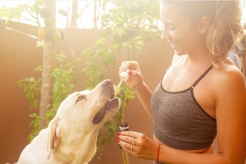 ​The Best CBD Products For Dogs