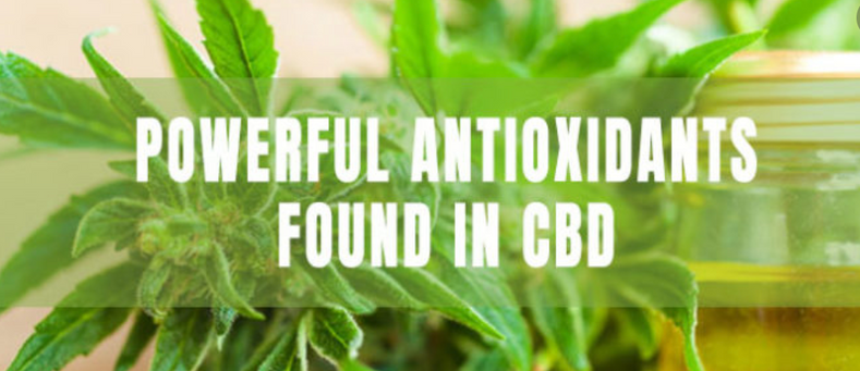 Is CBD An Antioxidant?