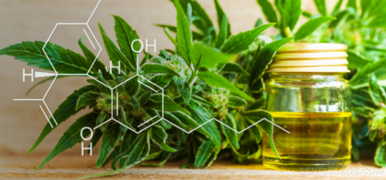 The Benefits of Adding CBD to Your Daily Routine