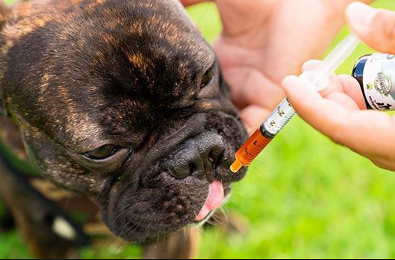 CBD Benefits for Pets