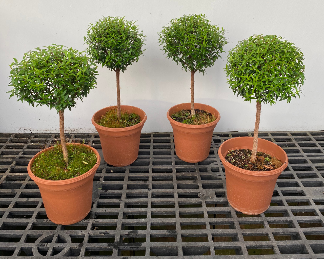 Myrtle topiary 4 pack in 6" pots