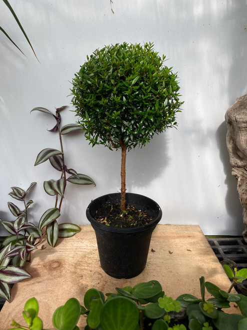 Myrtle Topiary 6” pot single ball - SKU 0002