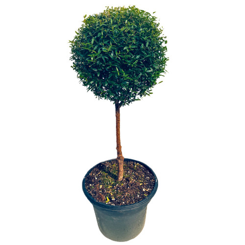 Myrtle Topiary - 8” pot single ball - SKU 0003