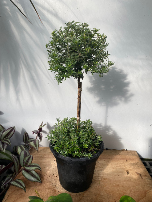 Westringia Topiary - 6" pot double ball - SKU 0010