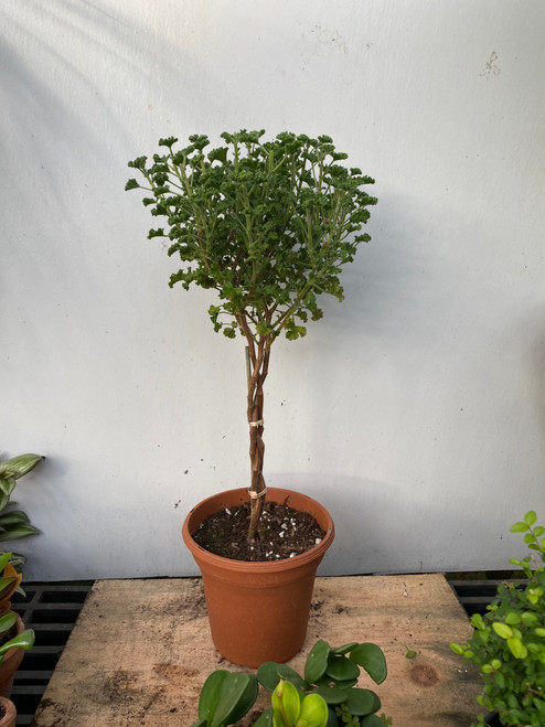 Scented Geranium topiary 6" pot - SKU 0014