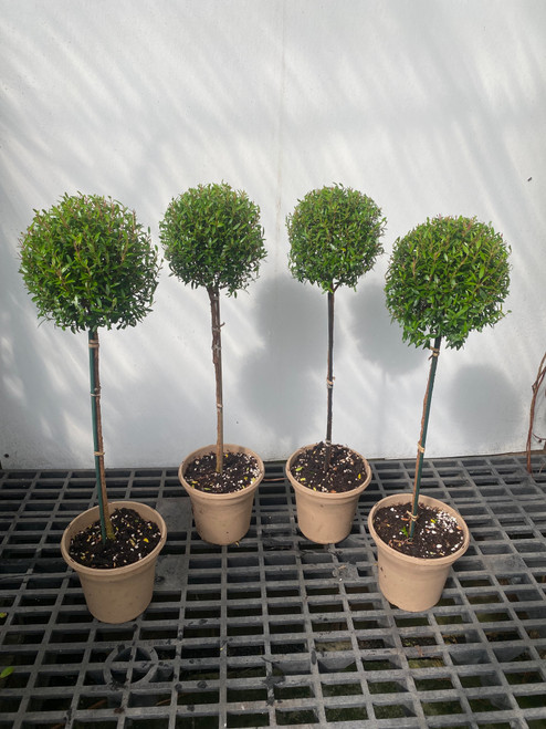 Myrtle topiary Tall 4 pack in 6" pots - SKU 0017