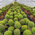 Myrtle Topiary - 6” pot single ball - SKU # 0002