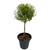 Myrtle Topiary 6” pot single ball - SKU 0002