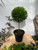 Myrtle Topiary 6” pot single ball - SKU 0002