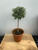 Westringia Topiary - 6" pot single ball - SKU 0009