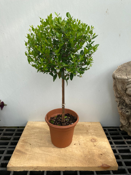 Myrtle Romana Topiary - 6” pot single ball - SKU 0013