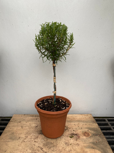 Rosemary topiary 6" pot - SKU 0015