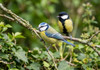Blue Tits & Great Tits