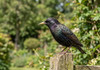 Starlings