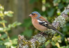 Chaffinches & Greenfinches