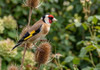 Goldfinches