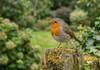 Robins