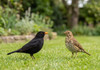 Blackbirds & Thrushes