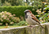 House Sparrows