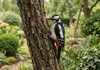 Woodpeckers & Nuthatches