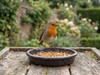 Mealworms