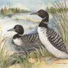 Loons - pack of 2 beverage napkins