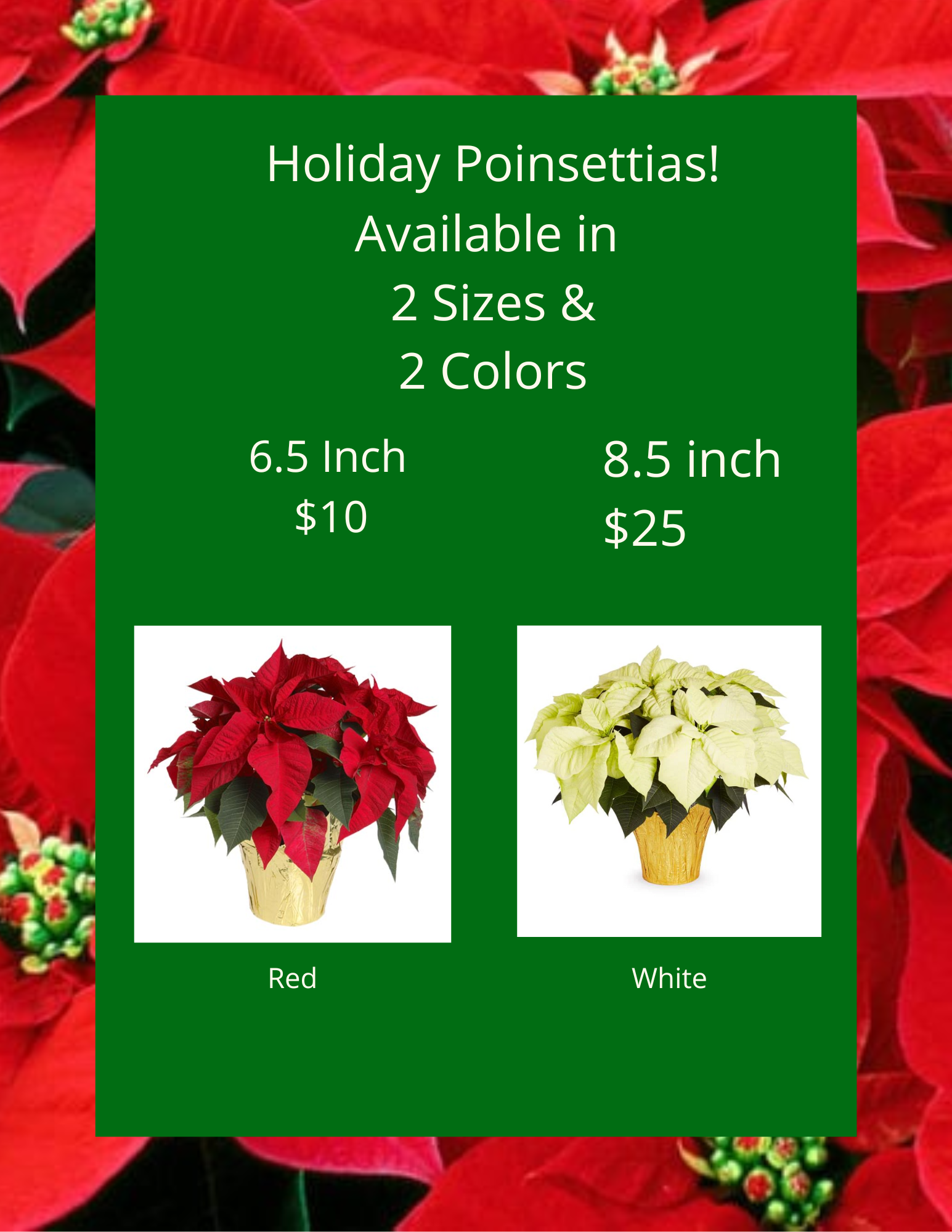 sclym-poinsettia-sales-2-.png