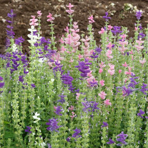 Salvia Seeds - 1/4 GRAM