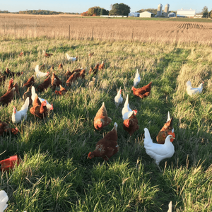Chickens on pasture