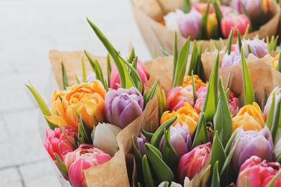Tulip Care