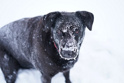 The Dog Behind the Product