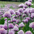 Chives - ~800 seeds Chives - ~800 seeds