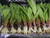 Ramps - 2 bundles