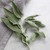 Sprig of Sage