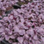 Rosie Basil Seeds - 1/32 OZ Rosie Basil Seeds - 1/32 OZ