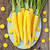 Yellowstone Carrot - 250 SEEDS Yellowstone Carrot - 250 SEEDS