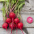 Guardsmark Chioggia Beet - 100 SEEDS Guardsmark Chioggia Beet - 100 SEEDS