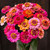 Dwarf Thumbolina Zinnia - 50 SEEDS Dwarf Thumbolina Zinnia - 50 SEEDS