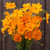 Bright Lights Blend Cosmos Seeds - 1/32 OZ Bright Lights Blend Cosmos Seeds - 1/32 OZ