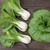 Bopak F1 Pac Choy - 25 SEEDS Bopak F1 Pac Choy - 25 SEEDS