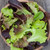 Gourmet Lettuce Blend Seeds - 1/32 OZ Gourmet Lettuce Blend Seeds - 1/32 OZ