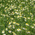 Chamomile Seeds - 1/10 GRAM Chamomile Seeds - 1/10 GRAM