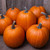 Howden Pumpkin Seeds - 1/8 OZ Howden Pumpkin Seeds - 1/8 OZ