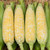 Enchanted F1 Sweet Corn - 75 SEEDS Enchanted F1 Sweet Corn - 75 SEEDS